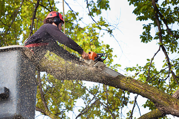 Best Commercial Tree Services  in Kenhorst, PA